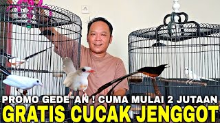 TERJUN BEBAS ! MURAI BATU BLOROK, PANDA, BLACK SHAMA, EKOR KLEWER MULAI 2JT AN GRATIS CUCAK JENGGOT