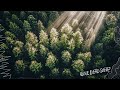 The Death of a Million Trees– The Tragedy of Ilkley Moor