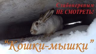 Охота на зайцев - «Кошки-мышки» Охота на зайцев - «Кошки-мышки»