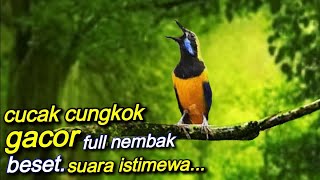 CUCAK CUNGKOK GACOR || FULL NEMBAK BESET SUARA ISTIMEWA || plus gemericik air 2jam