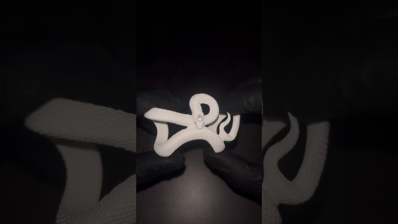 The best AIRPOD CASE😈🐍 