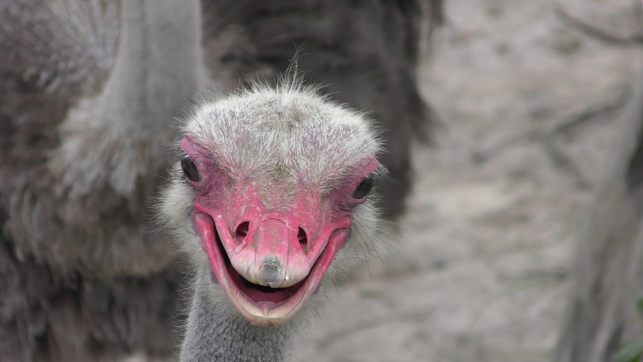 Common ostrich (Kagoshima City Hirakawa Zoological Park, Kagoshima