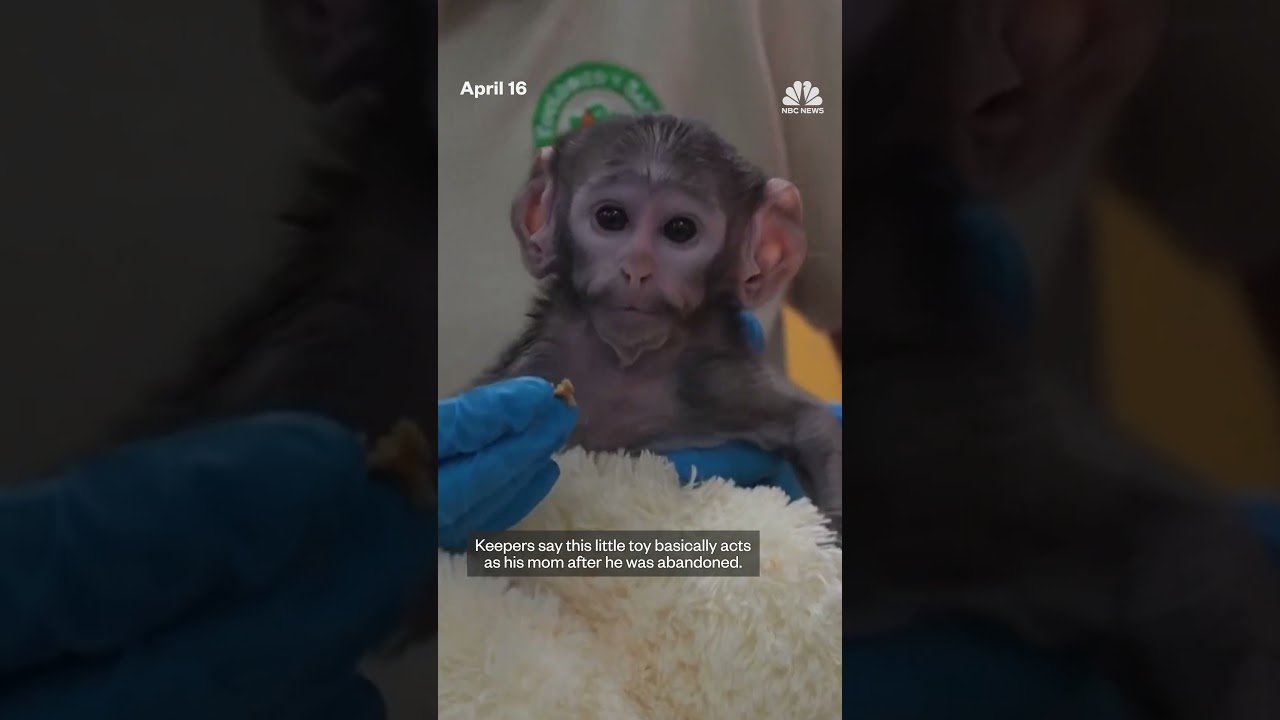 Mexican zoo’s baby monkey bonds with plush companion