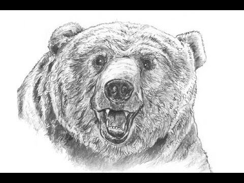 How To Draw - A Bear - YouTube