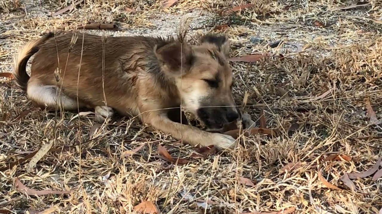 The Dogs Fighting Over Food 🤣