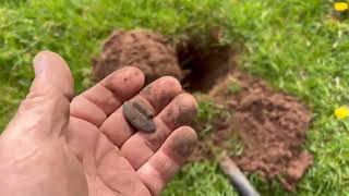 Old Coins in Public Parks. Metal Detecting. Equinox 800 How to Set up! by Gold Fever Adventures 444 views 2 months ago 28 minutes