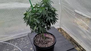 Plants Moved to Greenhouse
