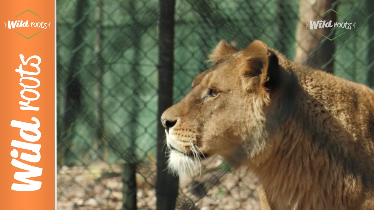Wild Roots: Leeuwen voeren bij Burgers' Zoo - YouTube