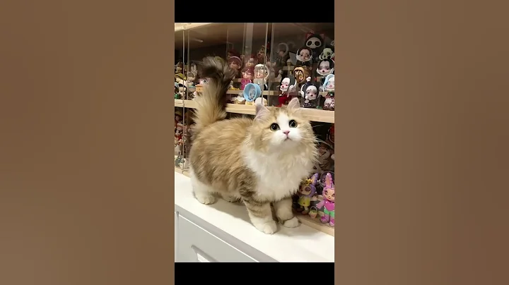 Video 5150121: kitten cats animals catlover, cats catlover kitten cute, kitten animal catlover beautiful, kitten cute pretty