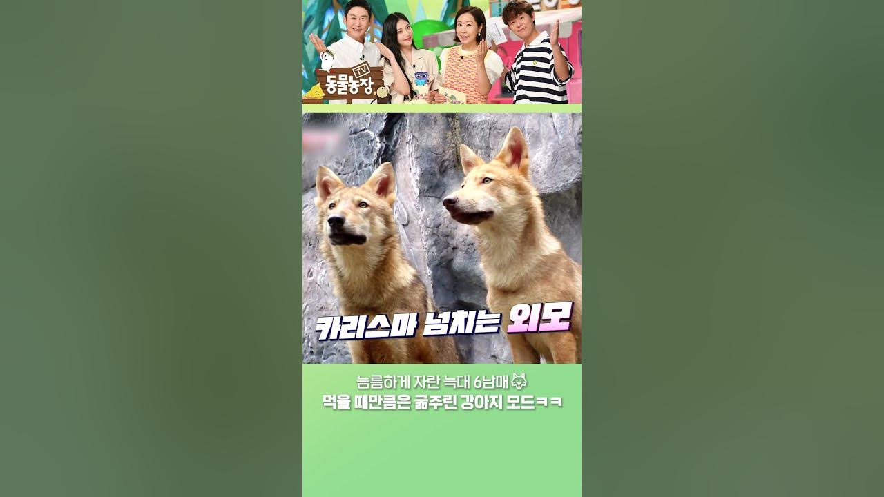 🐺늠름해진 폭풍 성장 늑대 6남매 (ft. 여전한 댕댕미) #shorts - YouTube 🐺늠름해진 폭풍 성장 늑대 6남매 (Ft. 여전한 댕댕미) #Shorts - Youtube