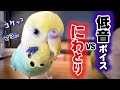 地の底を這うような声でしゃべるインコが突然ニワトリ化!?😂😂