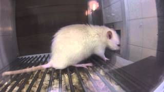 305 EV Module 4 Stimulus Control of Behavior: Session 1