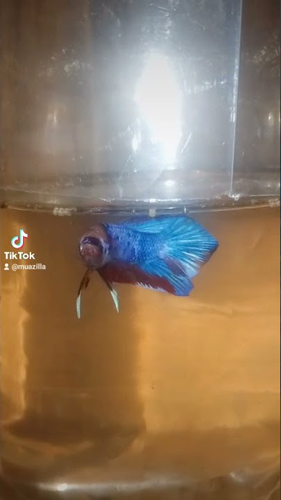 tiktok ikan cupang/Betta fish tiktok