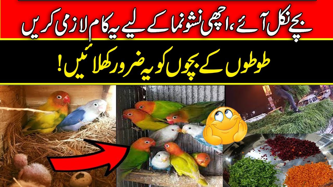 Fast Growth of love birds Chicks | love birds chicks fast Growth tips | food for love birds chicks