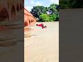 #flipper #flip #love #reels #short #video #funny #fromt#flip#backflip#viralreels#video#🤸🏾♂️💔