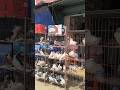 সব ধরনের কবুতর। dhaka pigeon hat pigeon #shorts #viral #trending #pigeonhat #shortsfeed