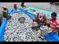 Fishermen sort their big catch of fish in boat  kadal tv