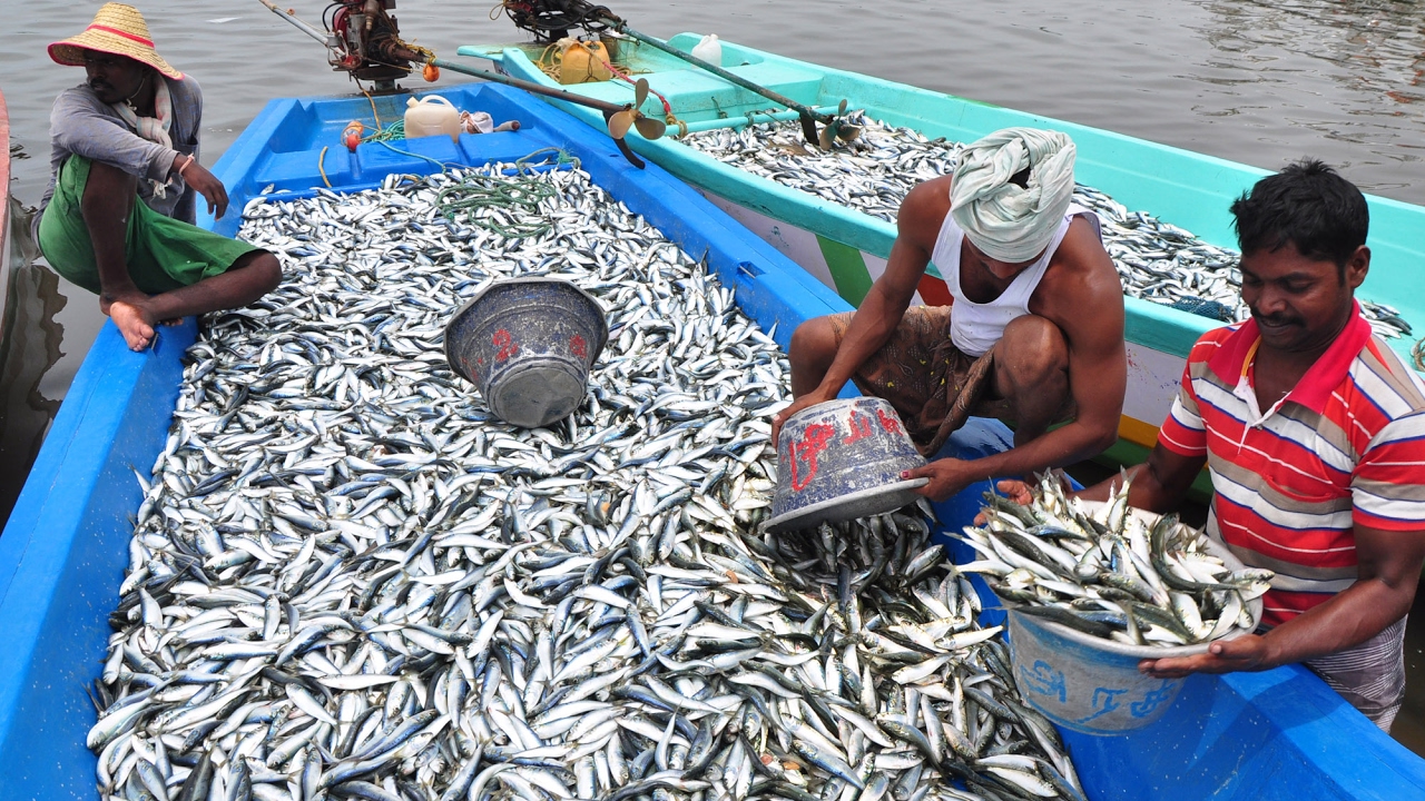 Fishermen Sort Their Big Catch of Fish in Boat - kadal tv 