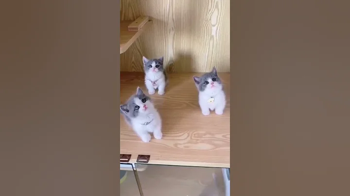 Video 11792481: funniest cat kitten meowing, baby cats kitten meowing, funny cats kittens meowing, cats kittens meowing cute, cat fun meow, funny baby cats cutest, amazing baby cat