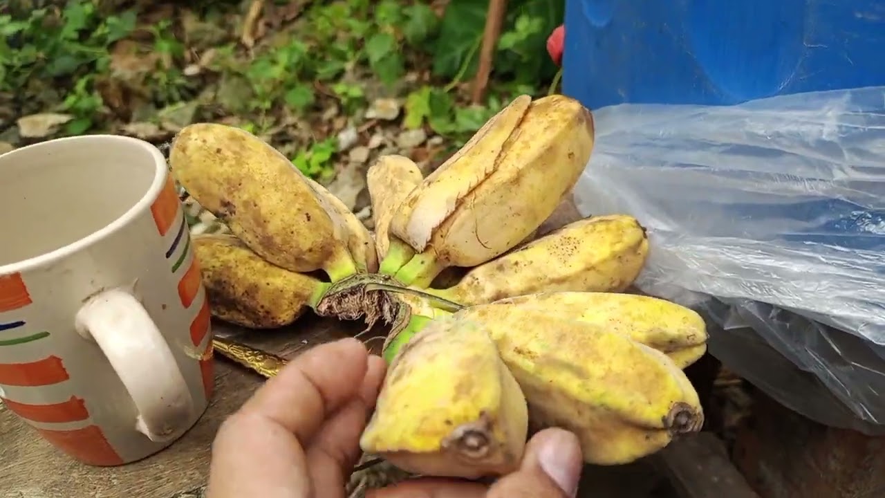 🇵🇭BUHAY PROBINSYA HIMALA MAY BATO NA KAKAIBANG HUGIS#papaJemar#tv♥️🇵🇭