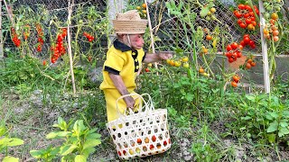 Bibi enlisted to harvest the neighbors' tomatoes and bring them back to grandma