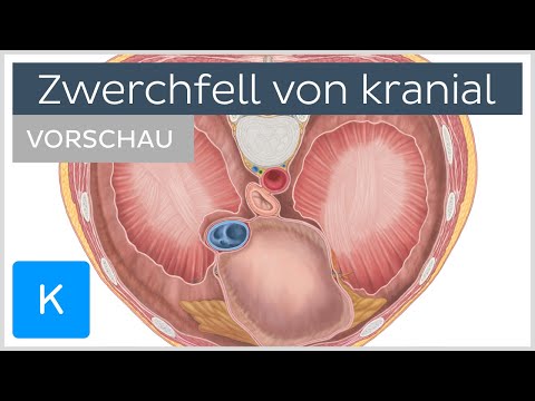 Kraniale Ansicht des Zwerchfells (Vorschau) - Anatomie des Menschen | Kenhub