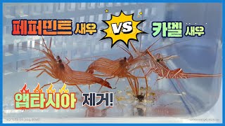 앱타시아 제거!! I  페퍼민트 새우 vs 카멜 새우