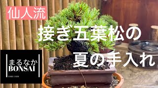 235 接ぎ五葉松、夏の手入れ。 ‪@bonsai1007‬ 【ミニ盆栽】 - YouTube