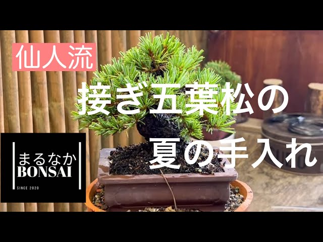 小品盆栽、五葉松、接木 やや傷や汚れあり 楽天市場】盆栽 松 希少 樹齢15年 吾妻五葉松 宝来 半懸崖 接木