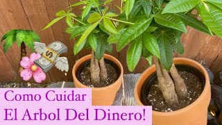 Cómo Cuidar el Árbol Del Dinero | Money Tree | Pachira Acuática | Castaño de la Guayana |