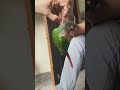 #love #birds ,@AngryBirds #birds #life#parrot