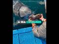 This Dolphin Brought a Gift to Say Thank You 🐬♥️ #USA