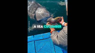 This Dolphin Brought a Gift to Say Thank You 🐬♥️ #USA