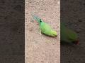 Parrot #shorts