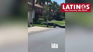 Policía evacúa cocodrilo de zona residencial en Florida EEUU