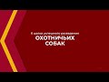 Онлайн курс обучения «Охотоведение (Охотничье хозяйство)» - 6 шагов разведения охотничьих собак