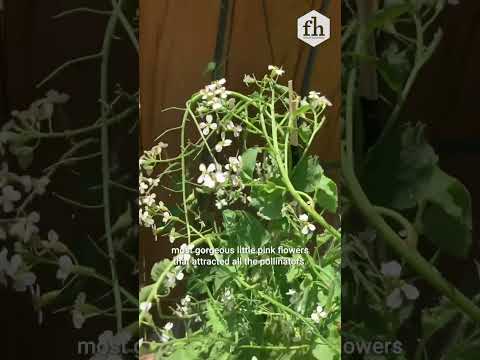 Video: Humilis Buckeye Info – Lær hvordan du dyrker et dvergrødt bukke-tre