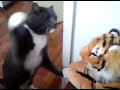 Cat vs Tiger!