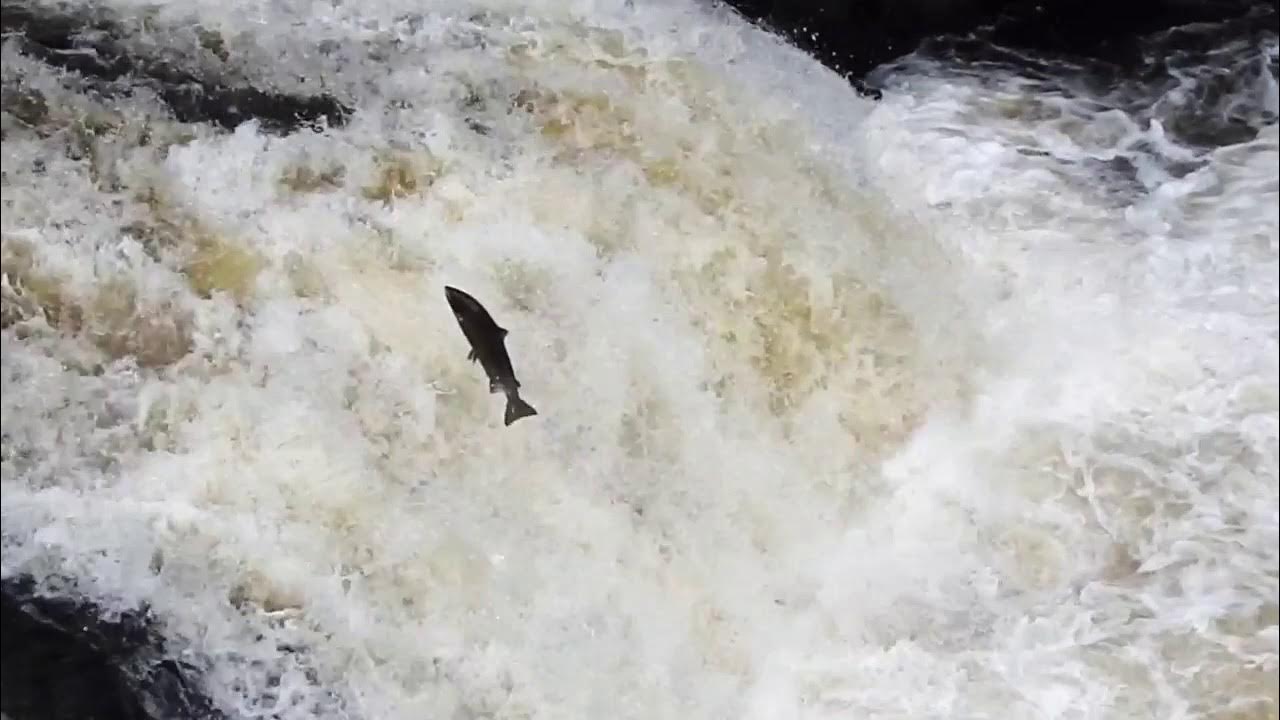 Leaping Salmon The Falls of Shin YouTube