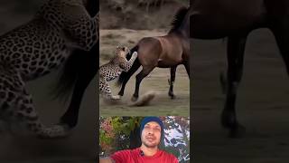 funny animals 🤣🤣 #funny #funnyvideo #animalsfunny #animalsshorts