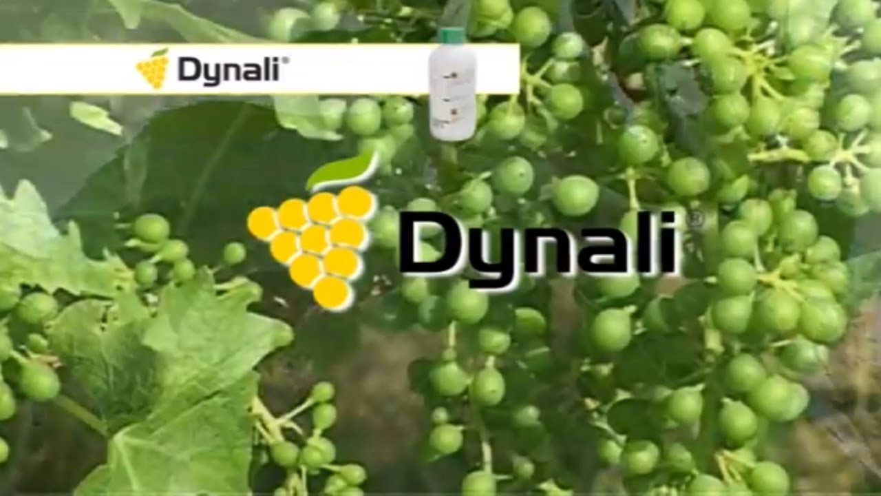 Syngenta Dynali Promo 2014 - Galego insecticidal dust