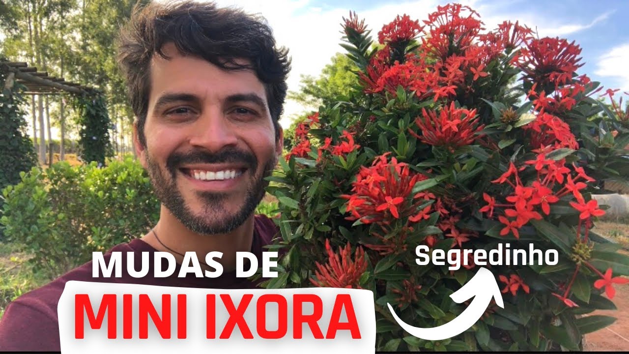 Como FAZER mudas de Mini Ixora | passo a passo e um segredinho - thptnganamst.edu.vn