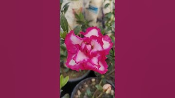 Azalea flower...🥰🥰 #youtubeshorts #azeleaflower #beautifulflowers