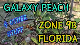 Zone 9B Florida Galaxy Peach Coming Out Of Dormant Other Shenanigans