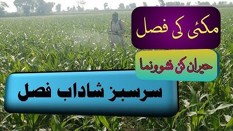 Best spray for maize crop growth promotion ||and fall armyworm control||Best insecticide in pakistan