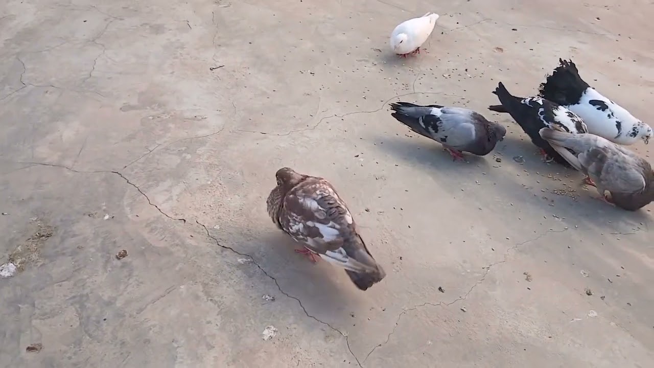 توليعة مسائية في الحمام تبارك الرحمان🕊