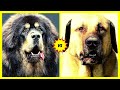 TIBETAN MASTIFF vs TURKISH KANGAL - Comparison