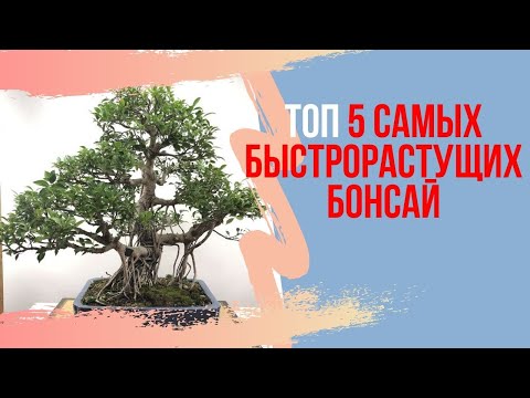 Вопрос: Какие сорта фуксии подходят для бонсай?