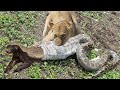 Python, Honey Badger & Jackal Fight Each Other – Hyenas Protect Baby From Wild Dogs