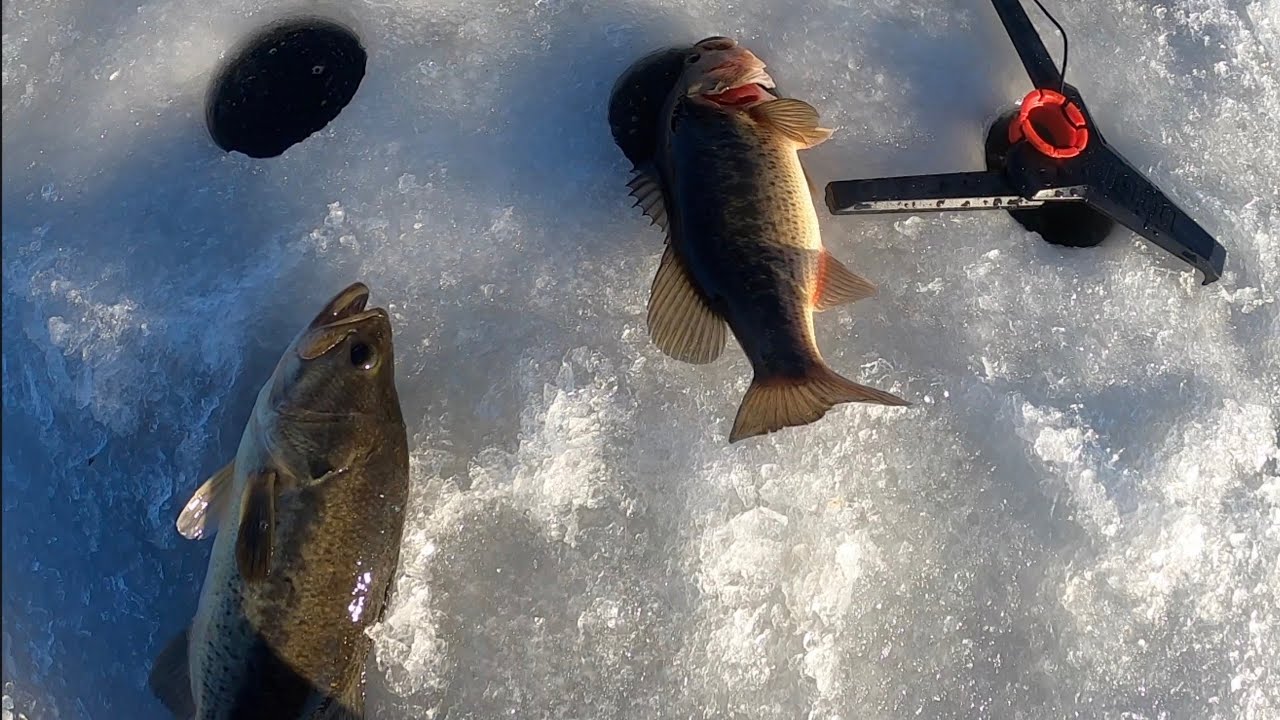 Putting an ice fishing reel to test! (Piscifun Carbon X 500) 